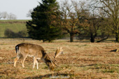Bradgate Park February 2013